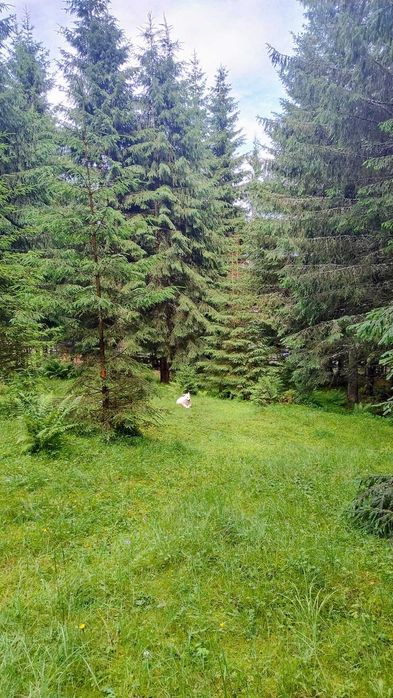 De vânzare  Teren intravilan 1.370 mp, Muntele Băișorii – zonă centrală, lângă pensiunea Skiland