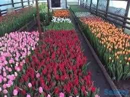 Тюльпан цветы тюльпан