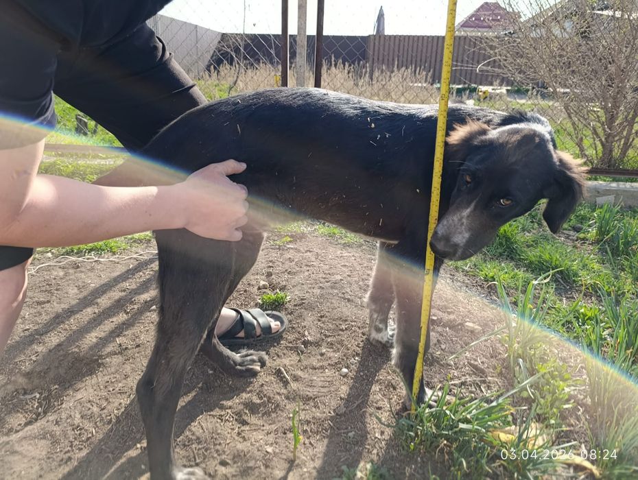 Тазы күшік еркек