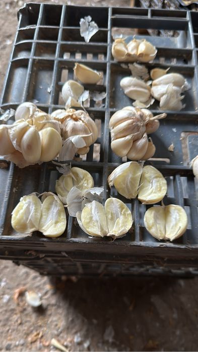 Usturoi pentru plantat