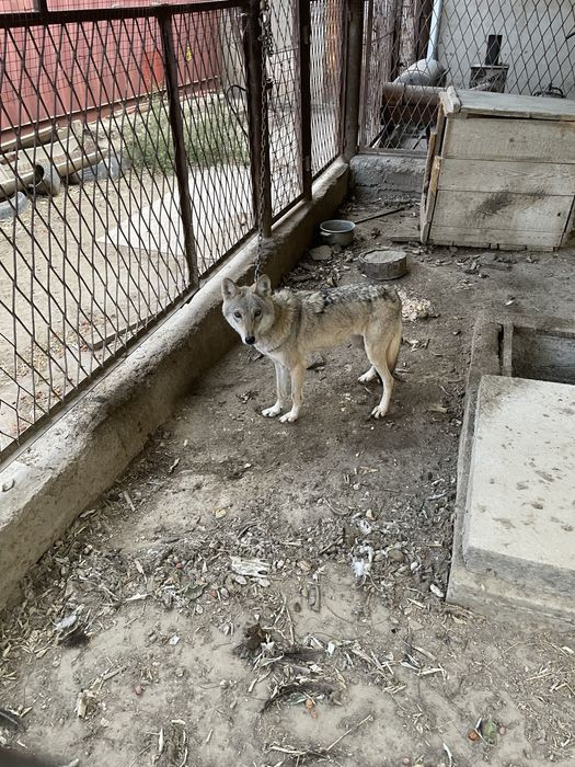 Волчица Кызылординских степей