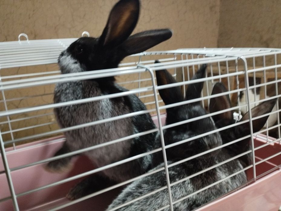 Paltavski serebro quyonlar sotiladi