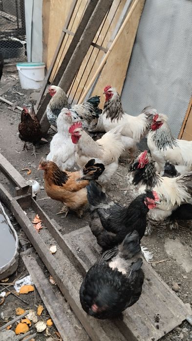 Продам индюшек и индюка