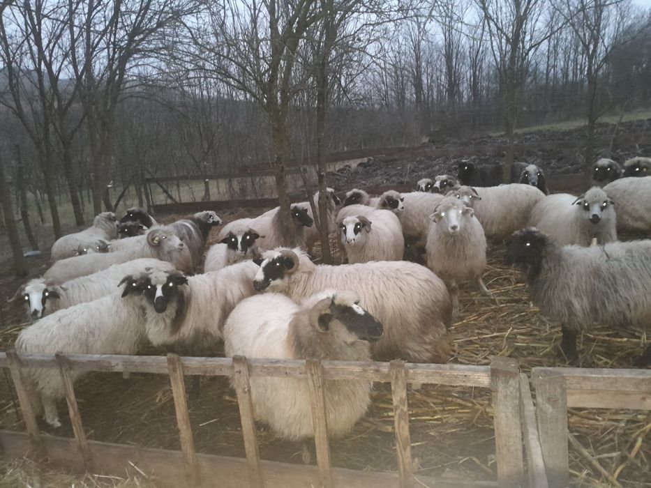 Oi turcane de vânzare