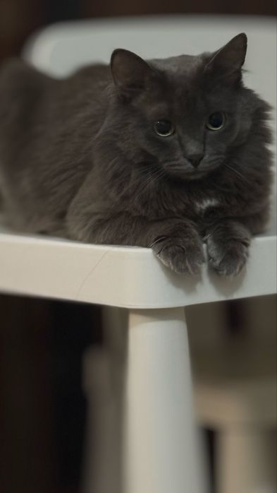 Отдам в хорошие руки кота