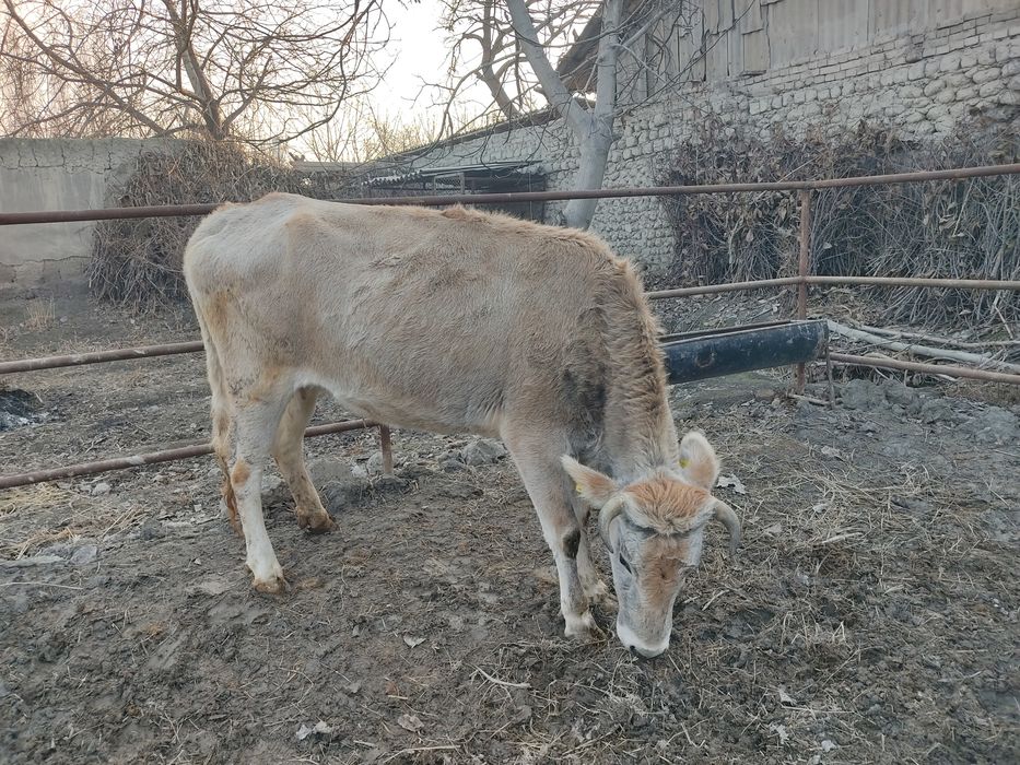 Shvet mol sog'lom sotiladi