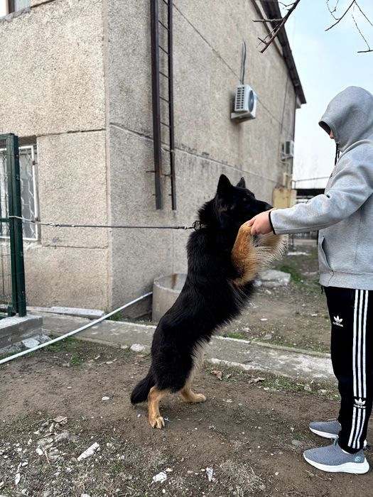 Немецкая овчарка