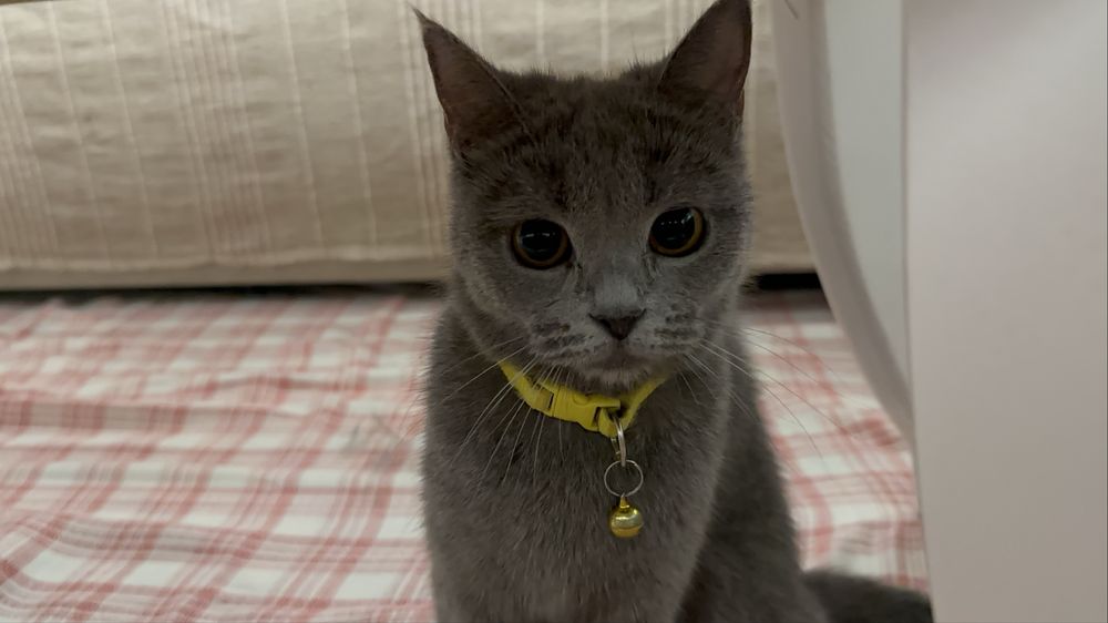 Скотиш страйд мушук сотилади