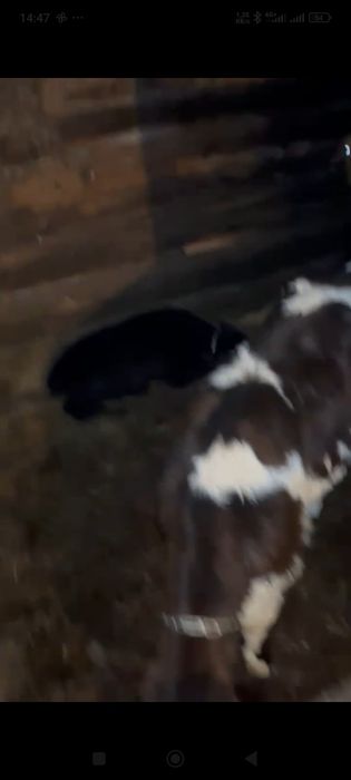 Продам 2 коров с телятами.