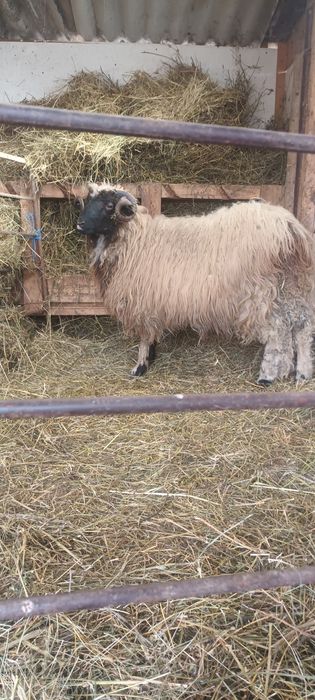 Berbecuț de vânzare