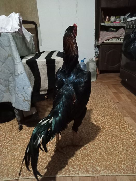 Продаётся Бойцовый петух
