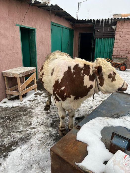 Продается бычки с откорма