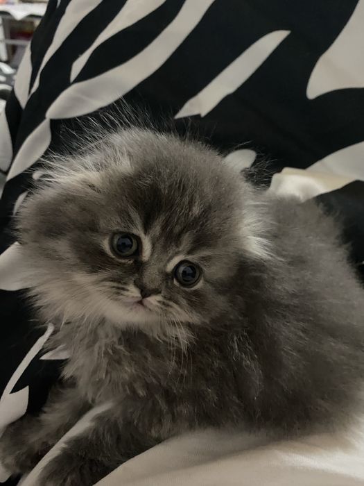 Motanel scotthis Fold