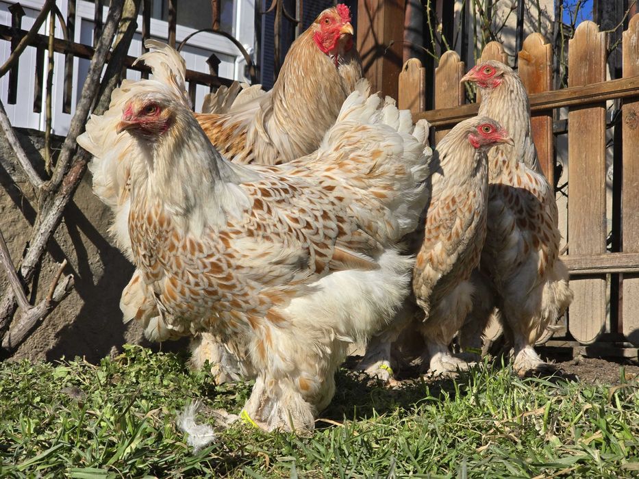 Продавам разплодни яйца от Бяло златна Брама [White gold Brahma]