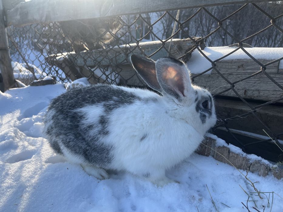 Продам кроликов.