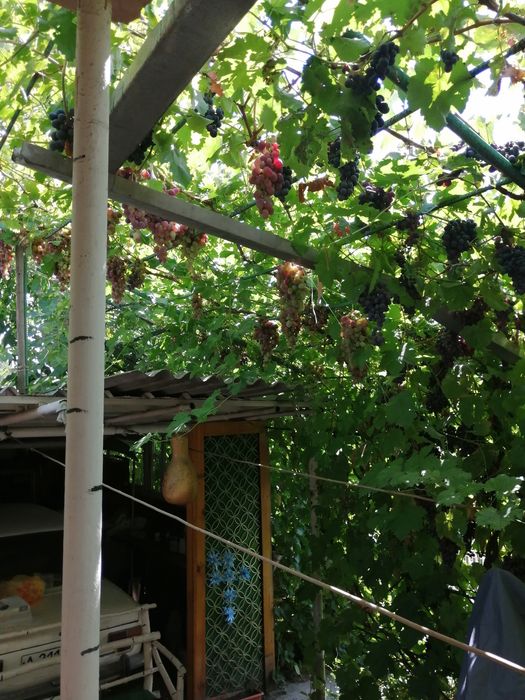 Виноград с куста.