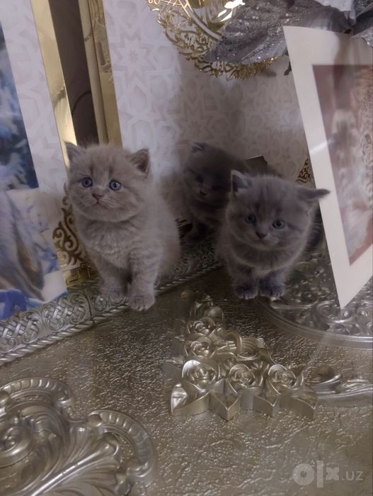 Мушукчалар сотилади