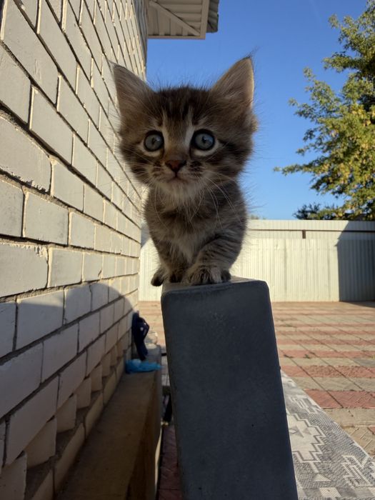 Котята голубоглазые