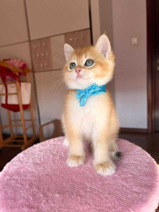 Băiețel iubitor british shorthair golden chinchilla!
