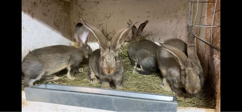 Masculi urias german 2 luni