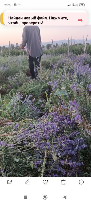 Лаванда,размарин