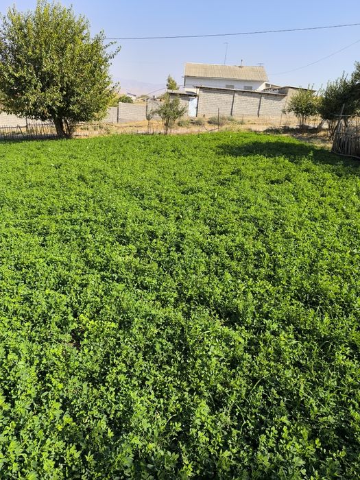 Участка сотилади 10 соток