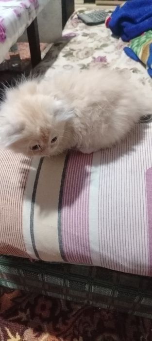 Продаются породистые котята срочно не дорого.!