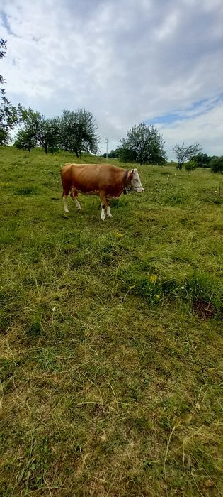 2juninci de 2ani  cu lapte