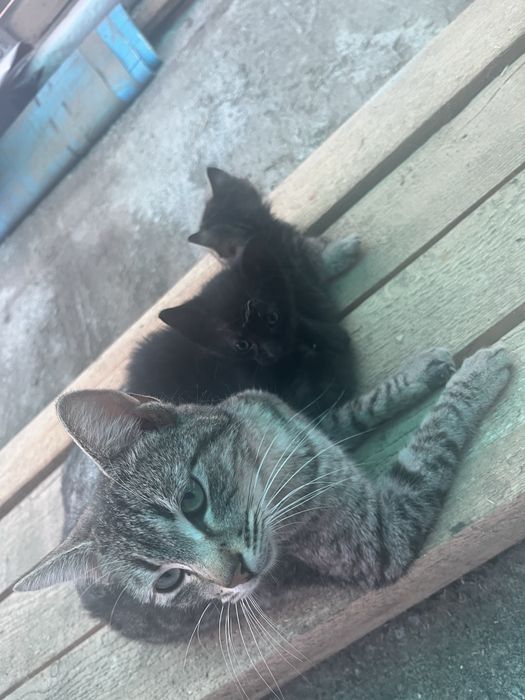Pui de pisica pentru adoptie
