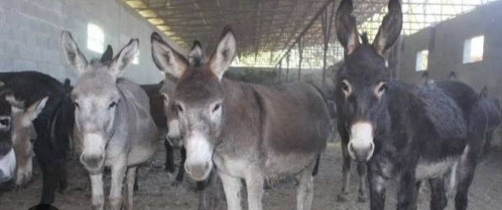 Ишаки в связи с переездом.