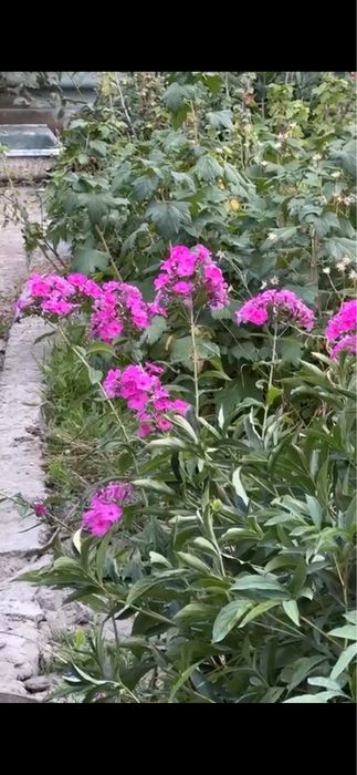 Продаю дачу 10 соток