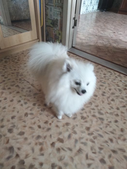 Жених ищет девочку