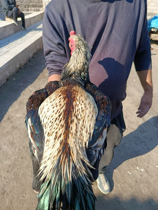 Дакан хуроз тоззаси