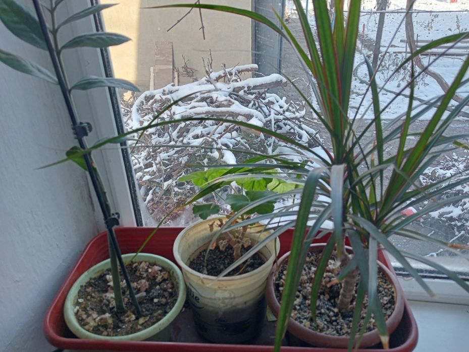 Горшочные цветы: