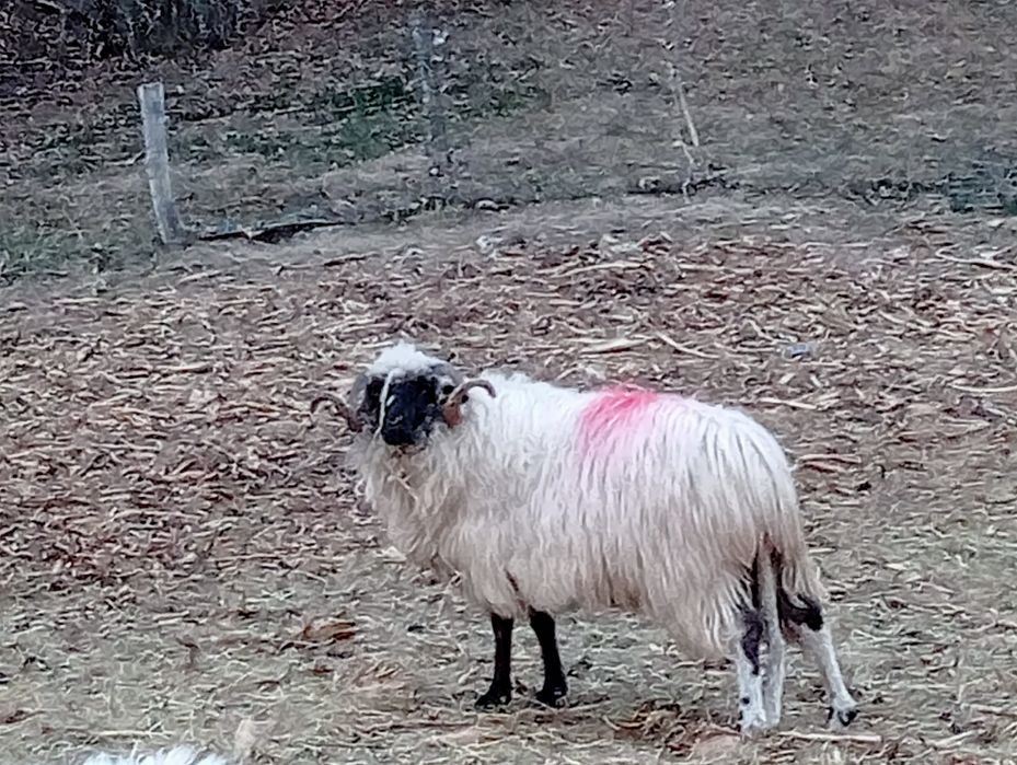 Vând 5 berbeci m-ai multe detalii la telefon