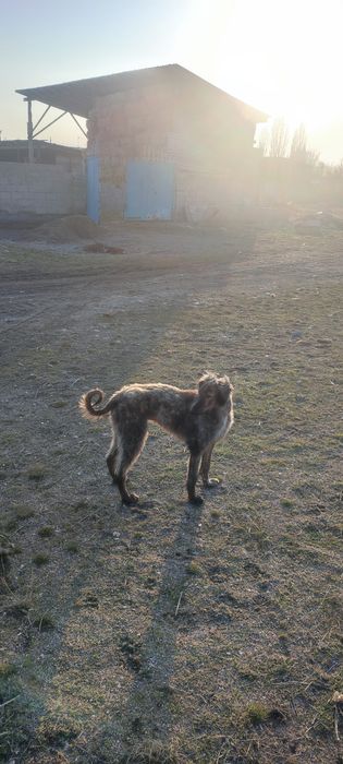 Тазы 9 айлық күшік .