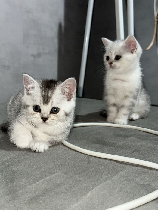 Британские серебристые шиншиллы