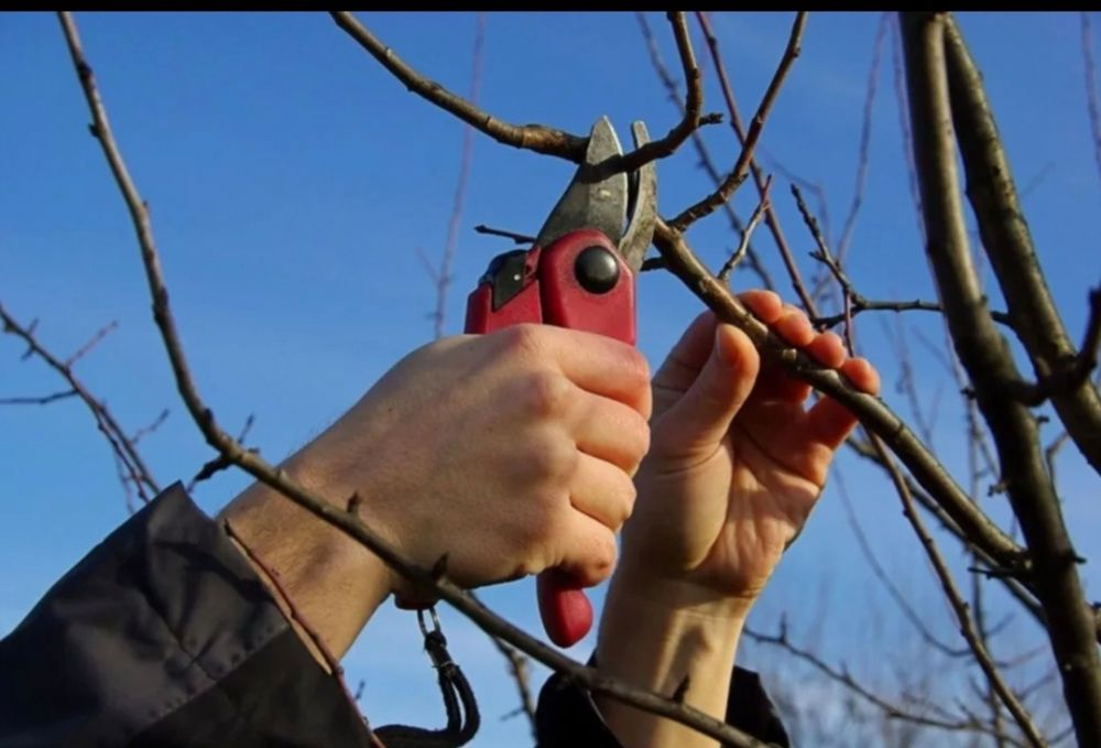 Обрезка деревьев профессионально