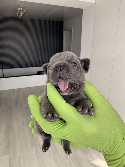 Bulldog Francez Luxurious Frenchie House
