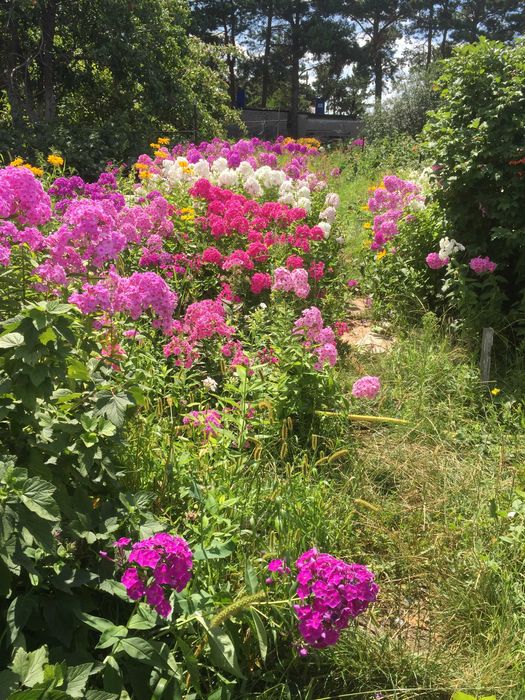 Посадочный материал флоксов