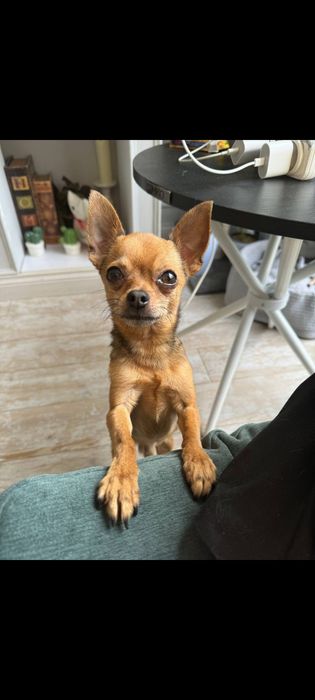 Мини той терьер ищет невесту