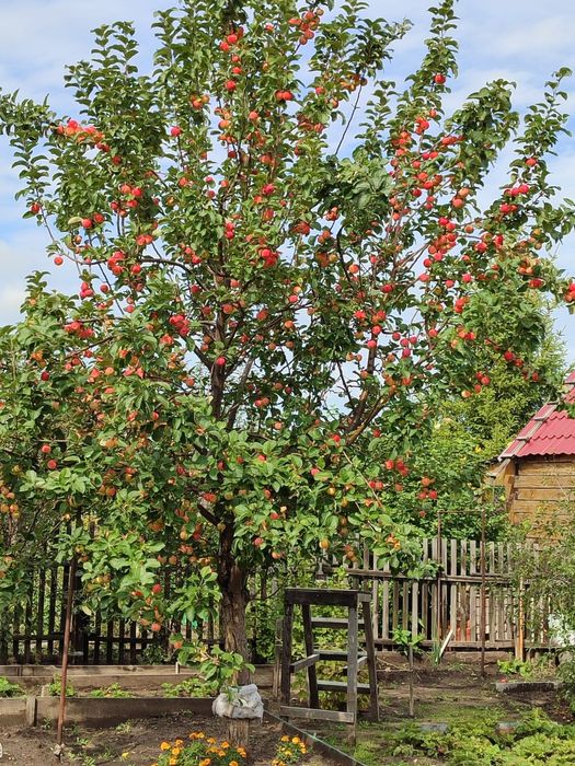 Продам дачу в новопавловке