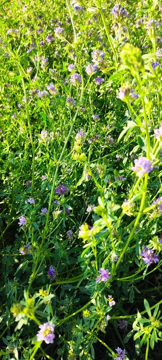 Магниченные семена люцерны.