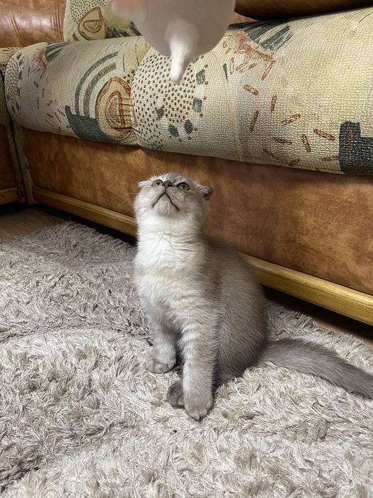 scottish fold baiat