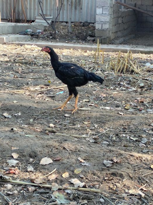 Дакан хуроз срочно сотилади 8 дона майда очилган