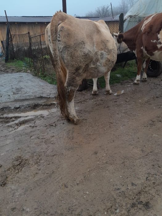 Vand vaca gestanta an 8 luni