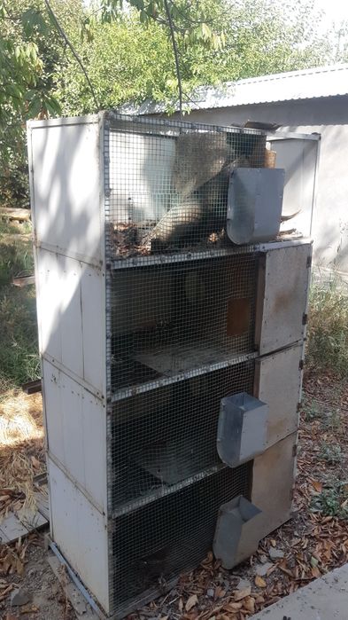 Quyon boqish uchun,quyon ini