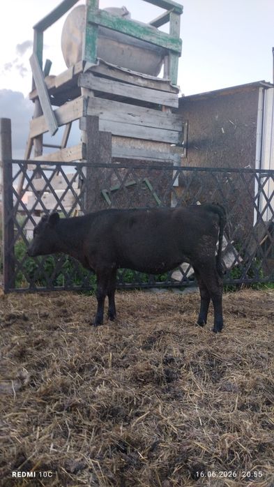 Продам телят срочно