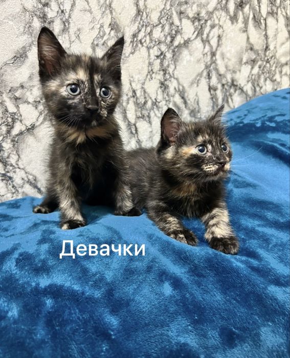 Очаровательные котята ждут хозяина