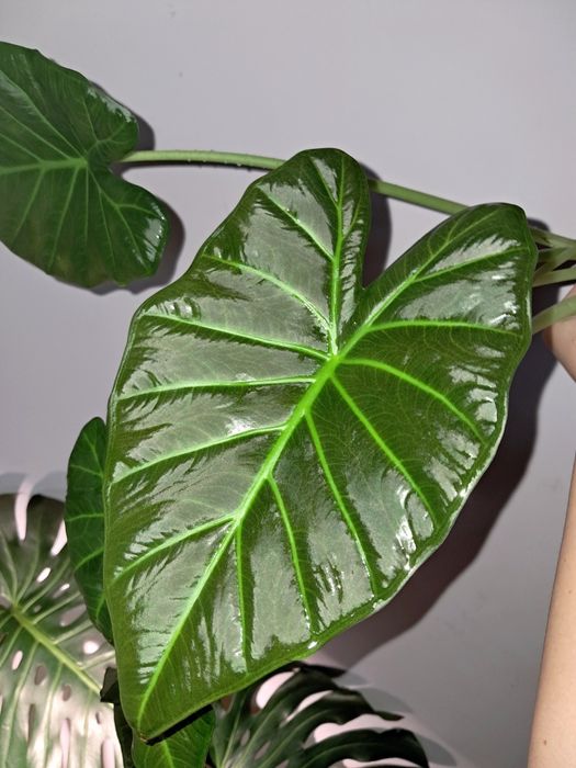 Алоказия.           .